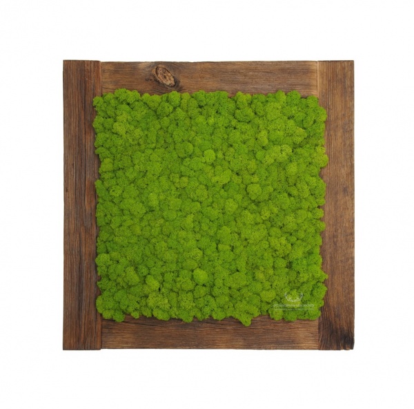 Painting - Wall Art made of spring green reindeer moss in a 54x54 cm old wood frame